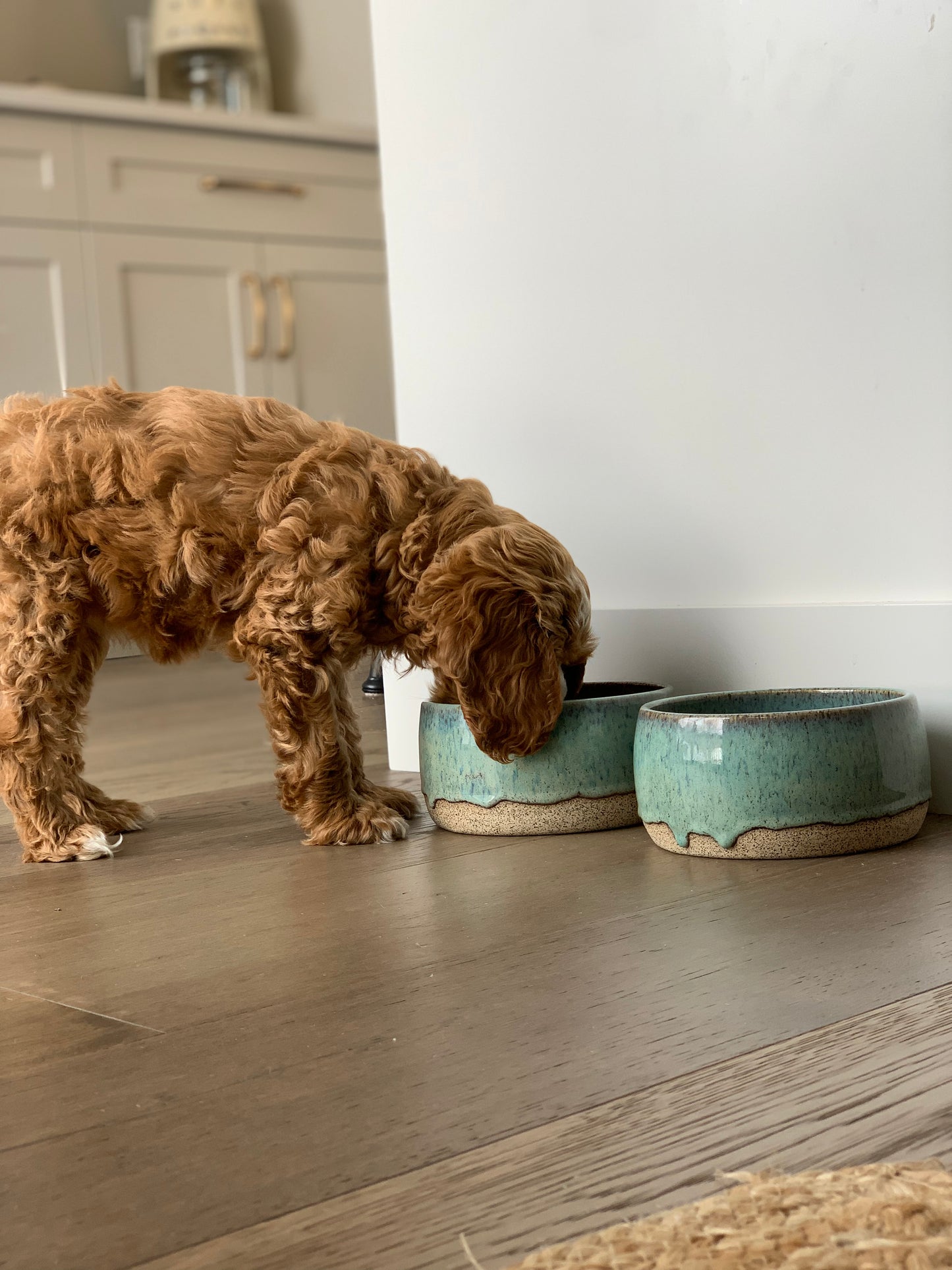 Large Dog Bowls