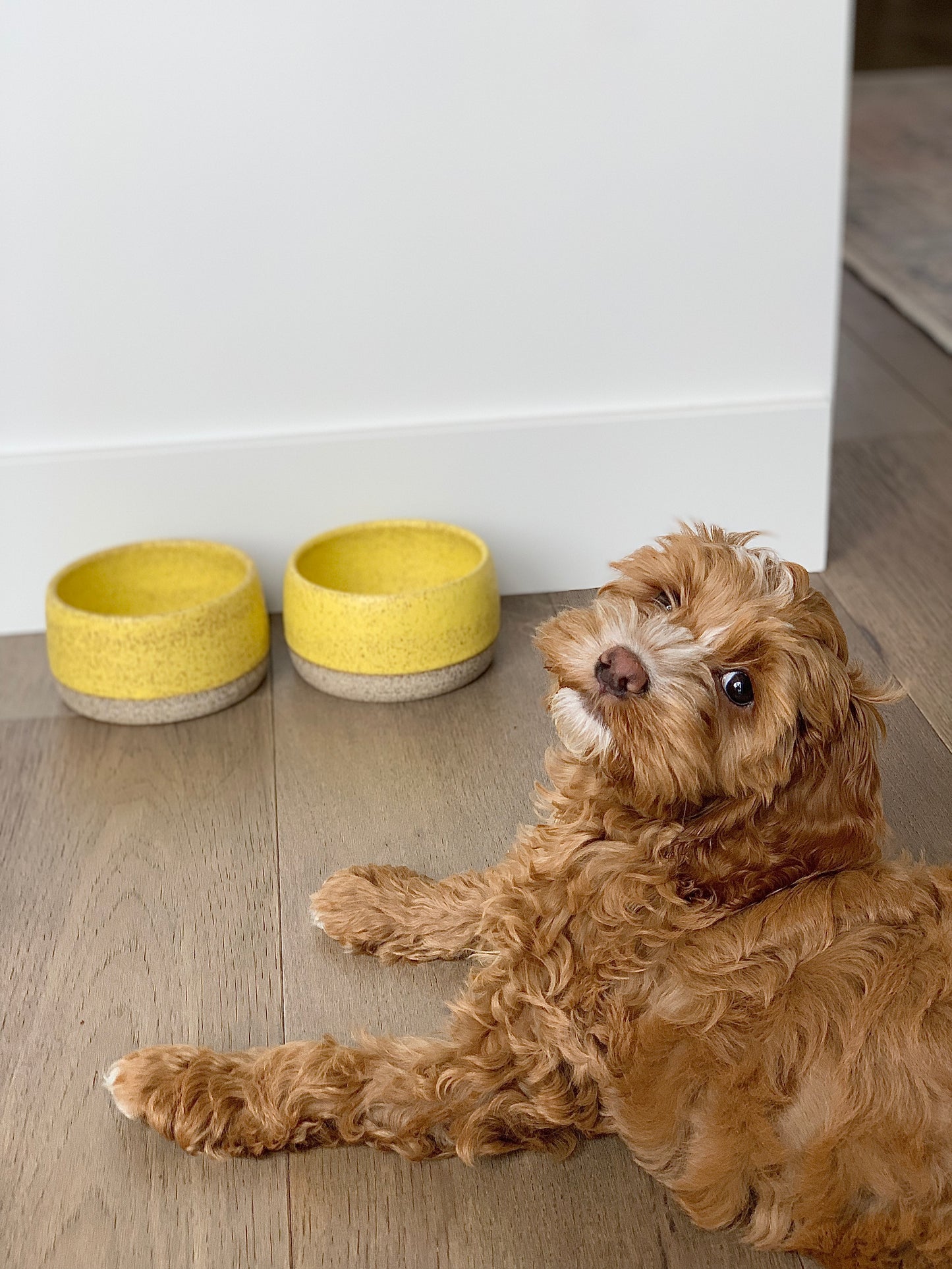 Small Dog Bowl