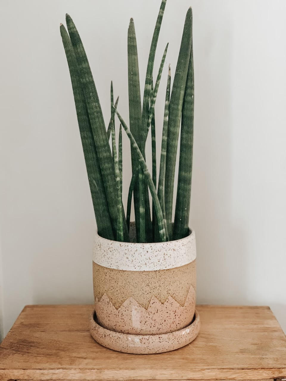 Planters 4"