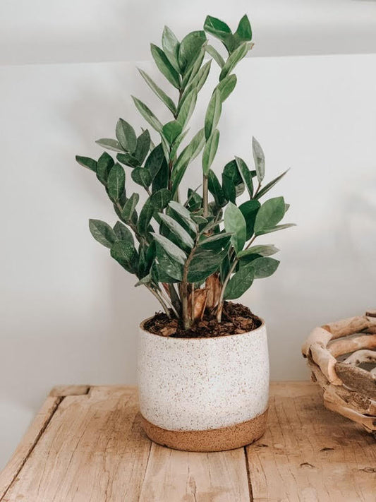 Planters 6"