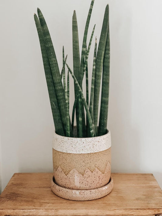 Planters 4"